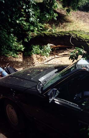 Car left hood view & tree