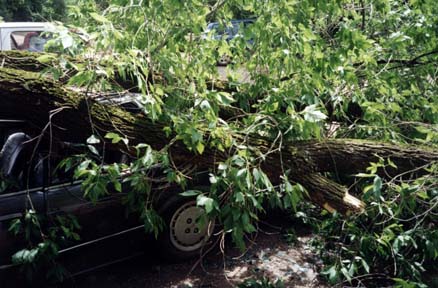 Car left side view before cutting by trunk